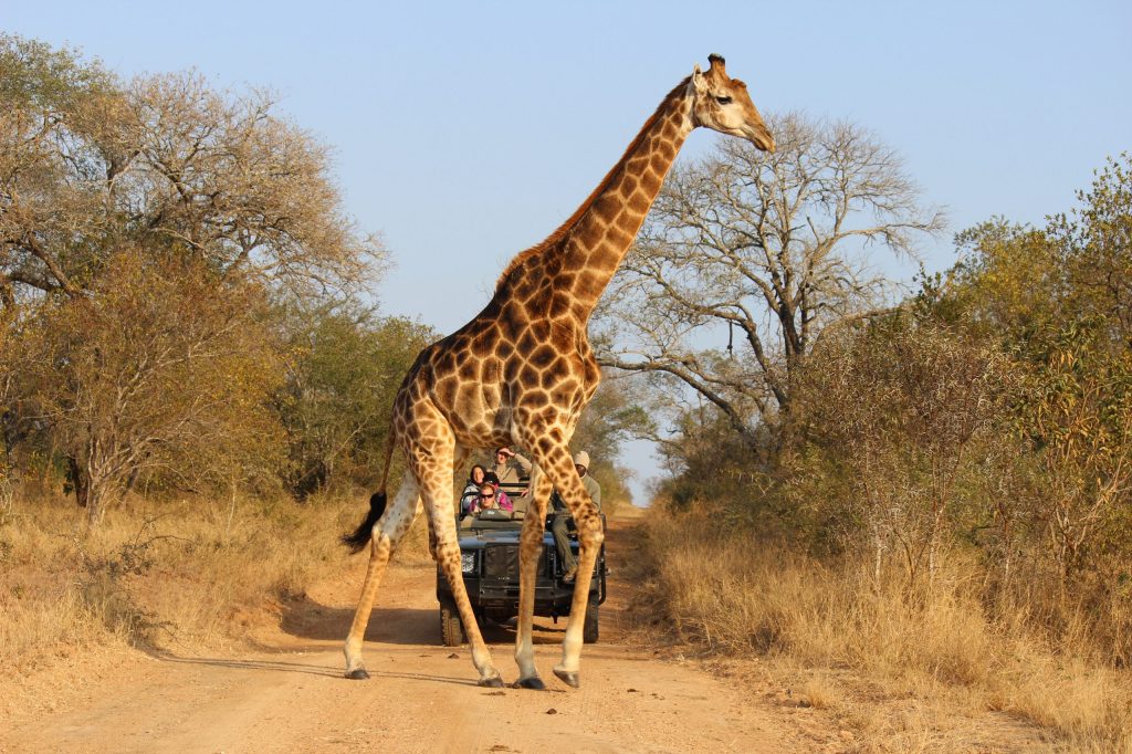 Sharjah Safari: World’s Largest Safari Outside Africa Opens 23&nbsp;Sept