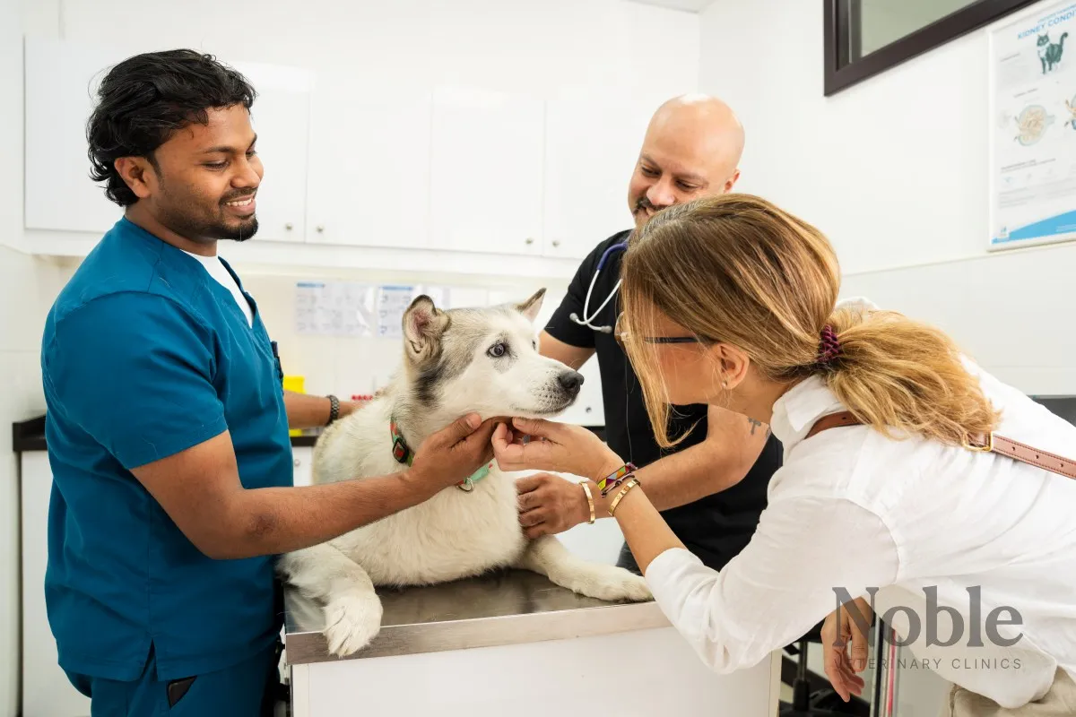 Creating a Safe Pet Environment