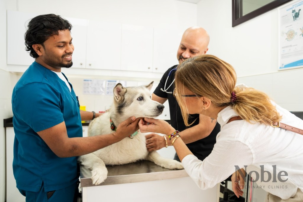 Creating a Safe Pet Environment