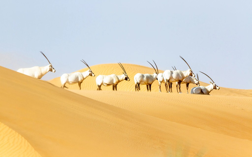 Dubai Desert Conservation Reserve