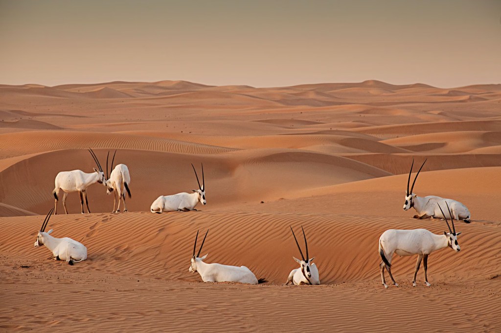 Dubai Desert Conservation Reserve