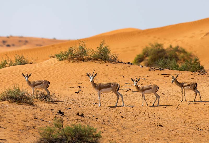 Al Marmoom Desert Conservation Reserve