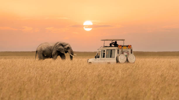 Kenya Safari Tour